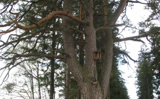 11_Napoleono pušis.jpg